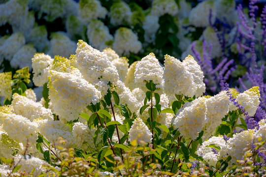 Selective focus bushes of Hydrangea paniculata flowers in the garden, White cream hortensia, Panicled hydrangea is a species of flowering plant in the family Hydrangeaceae, Natural floral background.