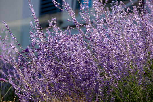 Selective focus purple blue spire flowers in the garden with warm sunlight, Salvia yangii or Perovskia atriplicifolia is a flowering herbaceous perennial plant and subshrub, Natural floral background.