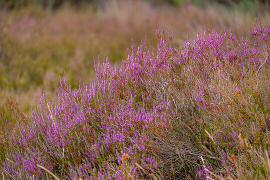 Selective focus bush of wild purple flowers Calluna vulgaris (heath, heide, ling or simply heather) is the sole species in the genus Calluna in the flowering plant family Ericaceae, Natural background