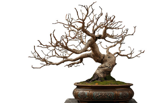 Leafless gnarled bonsai tree in an ornate ceramic pot