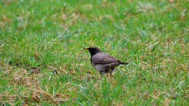 Black-throated thrush (Turdus atrogularis) foraging for food on a green lawn in wild nature