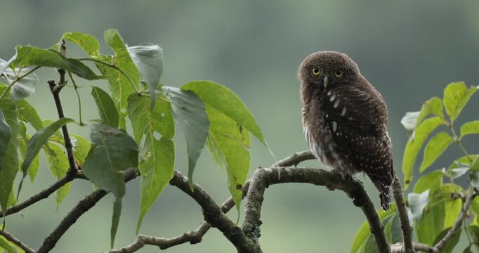 A video of a Collared Pygmy Owlet sitting on a branch