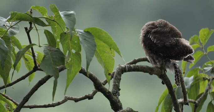 A video of a Collared Pygmy Owlet sitting on a branch