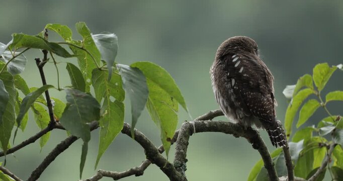 A video of a Collared Pygmy Owlet sitting on a branch