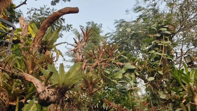 Moving through lush tropical trees and ornamental plants beneath a clear blue sky in a peaceful garden.