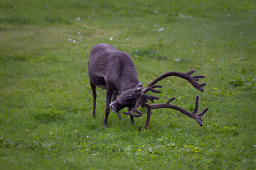 Reindeer Scratching Antler on Grass at Saltstraumen, Norway © André Sørbø