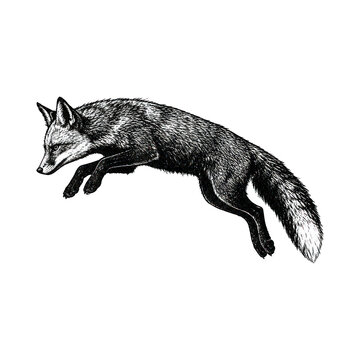 PNG Detailed vintage illustration of a leaping fox.