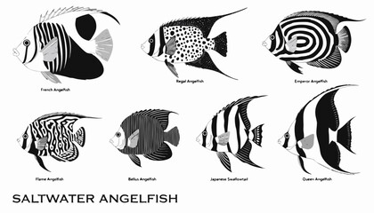Very beautiful black and white realistic vector illustration of saltwater angelfish collection, featuring a bold caption reading "SALTWATER ANGELFISH", French Angelfish, Regal Angelfish, Emperor Angel © ehsanollah