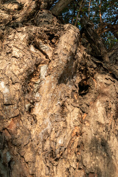 Natural tree bark texture background with spider web silk and rough weathered wood surface.