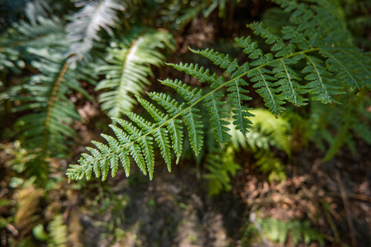 Lush green fern frond in sunny California redwood forest