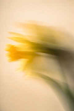 Abstract yellow daffodil flowers with artistic motion blur effect on neutral beige background creates soft dreamy impressionist floral composition for modern interior wall art decor.