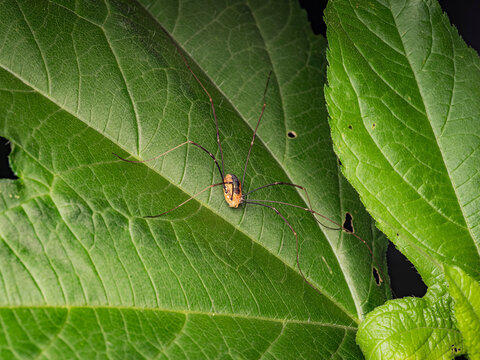 Macro close up of a daddy longlegs harvestman spider resting on vibrant green leaves in a natural outdoor wildlife environment
