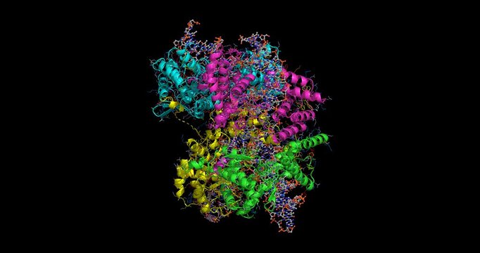 Cre recombinase Holliday junction intermediate, 2CRX macromolecular structure 3D 4K