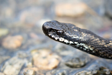 Obraz premium Extreme Close-Up of Common European Viper Head Showing Scale Texture and Eye Details