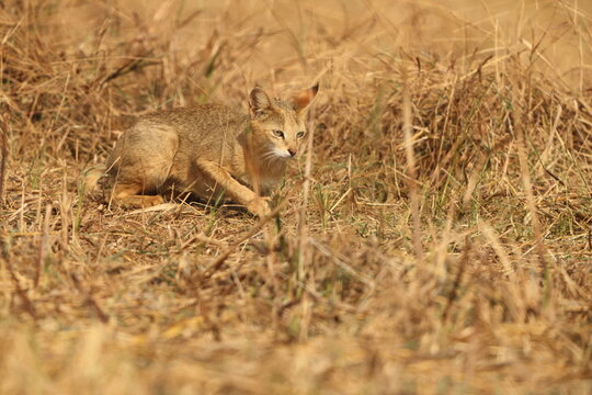 The jungle cat (Felis chaus chaus), also called reed cat and swamp cat, is a medium-sized cat native from the Eastern Mediterranean region and the Caucasus to parts of Central, South and Southeast Asi