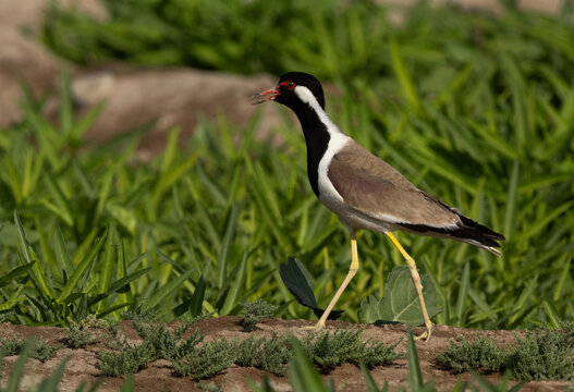 Portrait of a Red-wattled lapwing at Adhari, Bahrain
