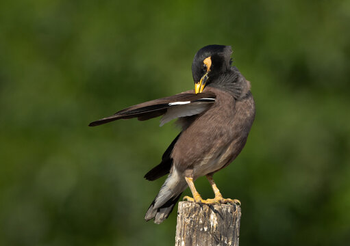 Common Myna perched on wooden log preening at Adhari, Bahrain