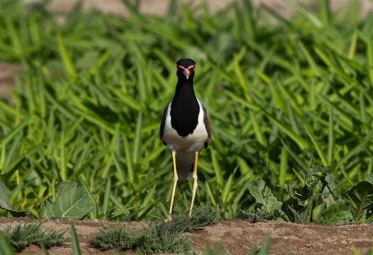 Portrait of a Red-wattled lapwing at Adhari, Bahrain