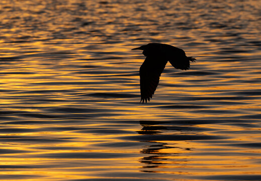 Western reef heron flying in the morning hours at Tubli bay, Bahrain