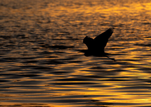 Silhouette of Western reef heron at Tubli bay, Bahrain