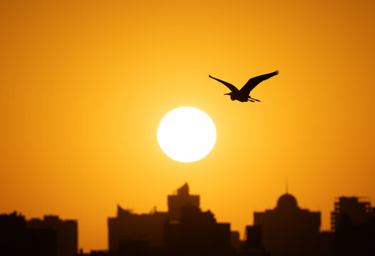 Western reef heron and sunrise at Tubli bay, Bahrain