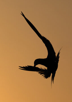 Silhouette of a White-cheeked Tern flying at Tubli bay, Bahrain