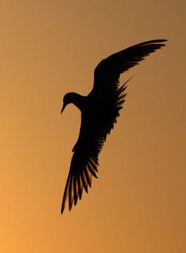 Silhouette of a White-cheeked Tern fishing at Tubli bay, Bahrain