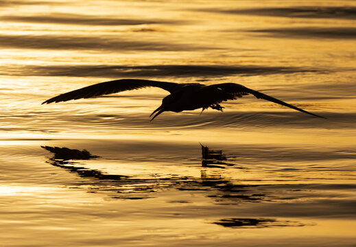 A backlit image of Lesser Crested Tern fishing at tubli, Bahrain