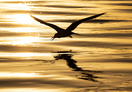 Silhouette of Lesser Crested Tern fishing at Tubli, Bahrain