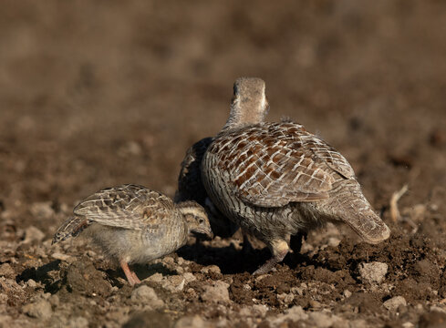 Grey francolin with chicks at Adhari, Bahrain
