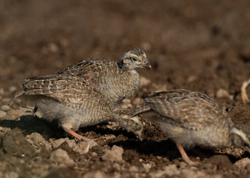 Grey francolin chicks at Adhari farmland, Bahrain