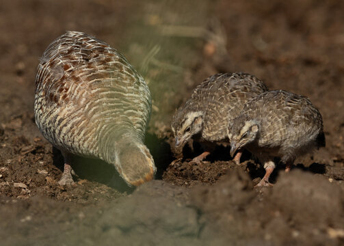 Grey francolin with chicks feeding at Adhari, Bahrain
