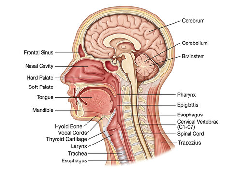 Detailed anatomical diagram of human head and neck, sagittal section