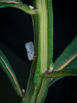 Macro close up of a small planthopper insect resting on a vibrant green plant stem surrounded by leaves in a natural wildlife setting