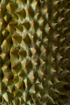 Close-up of Durian Fruit Skin Texture Pattern,Macro,Detailed close-up macro shot of fresh green durian peel showing its unique prickly spikes, thorn pattern, and rough organic skin texture.