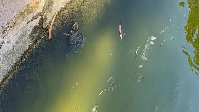 Small turtle in polluted water with plastic waste. 4k