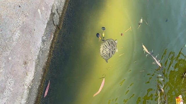 Turtle swimming in polluted park pond. 4k