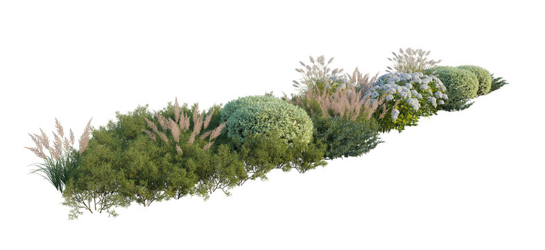 garden landscape composition with blooming hydrangea bushes, ornamental pampas grass, and autumn-colored shrubs (hydrangea, pampas grass, autumn shrubs) isolated PNG on a transparent background