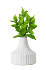 Obraz premium Green leaves of ruscus in a white ceramic vase isolated on white or transparent background
