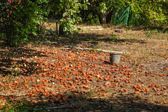 Lots of fallen rotten apples above the ground under a tree on a sunny summer day
