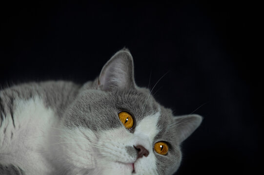 Portr&auml;t einer Britisch Kurzhaar Katze