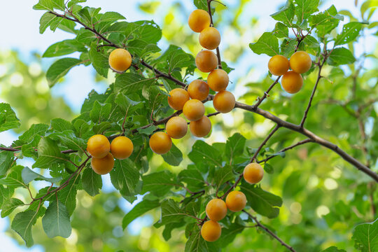 Prunus cerasifera tree branches heavy with numerous round yellow cherry plums in garden