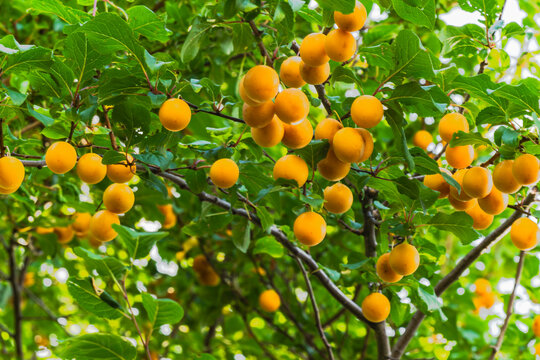 Prunus cerasifera tree branches heavy with numerous round yellow cherry plums in garden