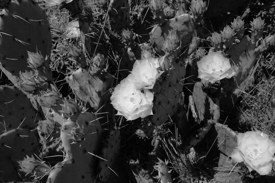 Monochrome close-up of prickly pear cactus pads and delicate blossoms in a natural setting