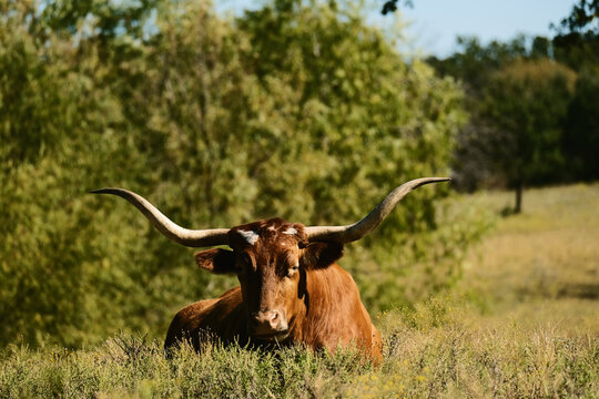 Brown Texas longhorn cow resting in a sunny pasture with green trees in the background