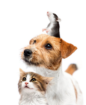 Group of diverse pets: dog, cat, and rat looking up together