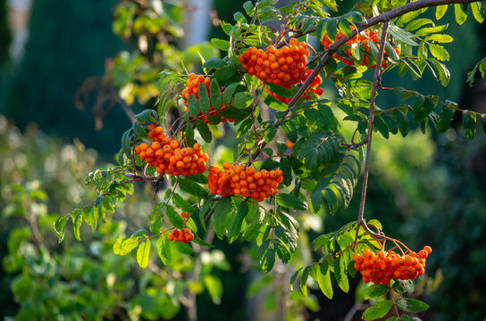 Branches with clusters of bright orange rowan berries in autumn, vibrant mountain ash fruits in natural sunlight
