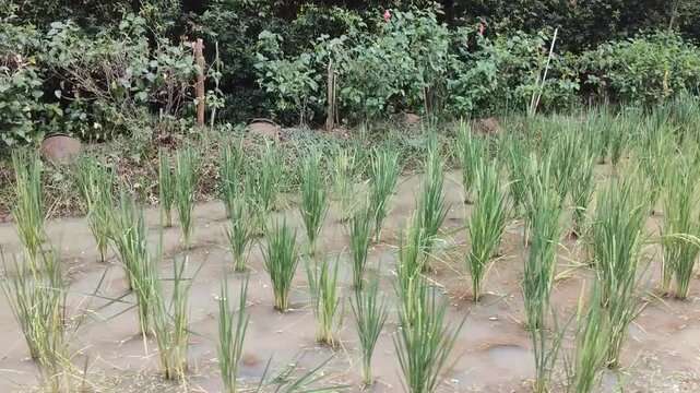 Artificial rice paddy display with young green rice plants growing in shallow muddy water inside a tropical garden.