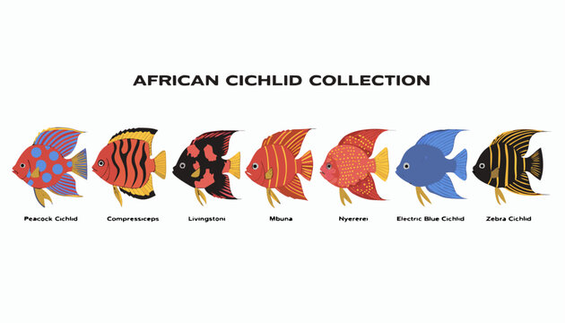 Very beautiful realistic vector illustration of African cichlid collection, featuring a bold caption reading "AFRICAN CICHLID COLLECTION", Peacock Cichlid, Compressiceps, Livingstoni, Mbuna, Nyererei,