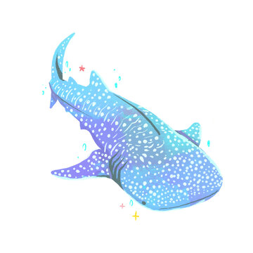 whale shark